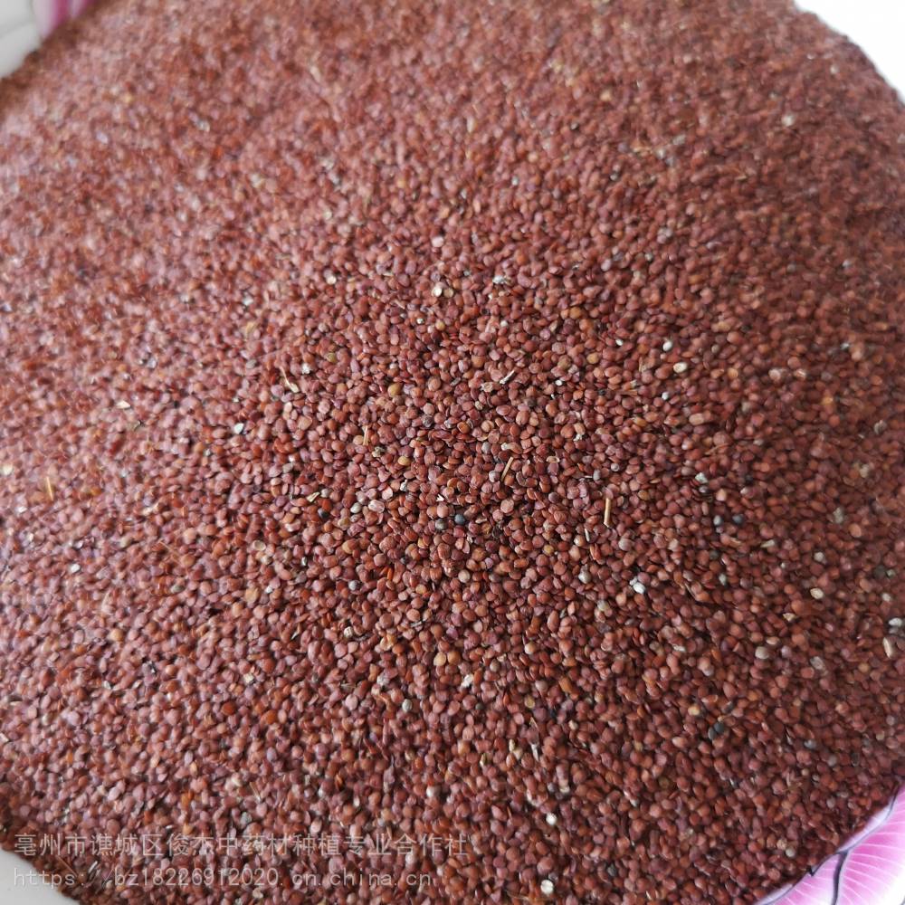 Henbane Seed Henbane Seed